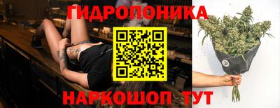 гашик Кингисепп